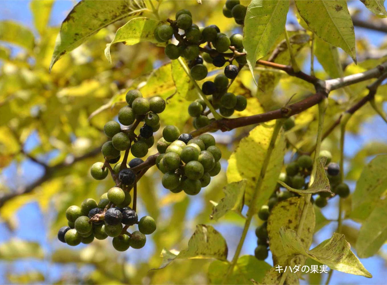 キハダ - 植物 - 自然かんさつ図鑑｜ 帯広百年記念館 アイヌ民族文化情報センター「リウカ 」